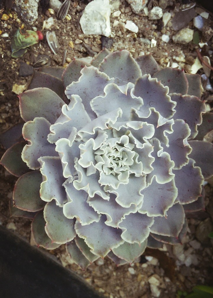 Suculenta