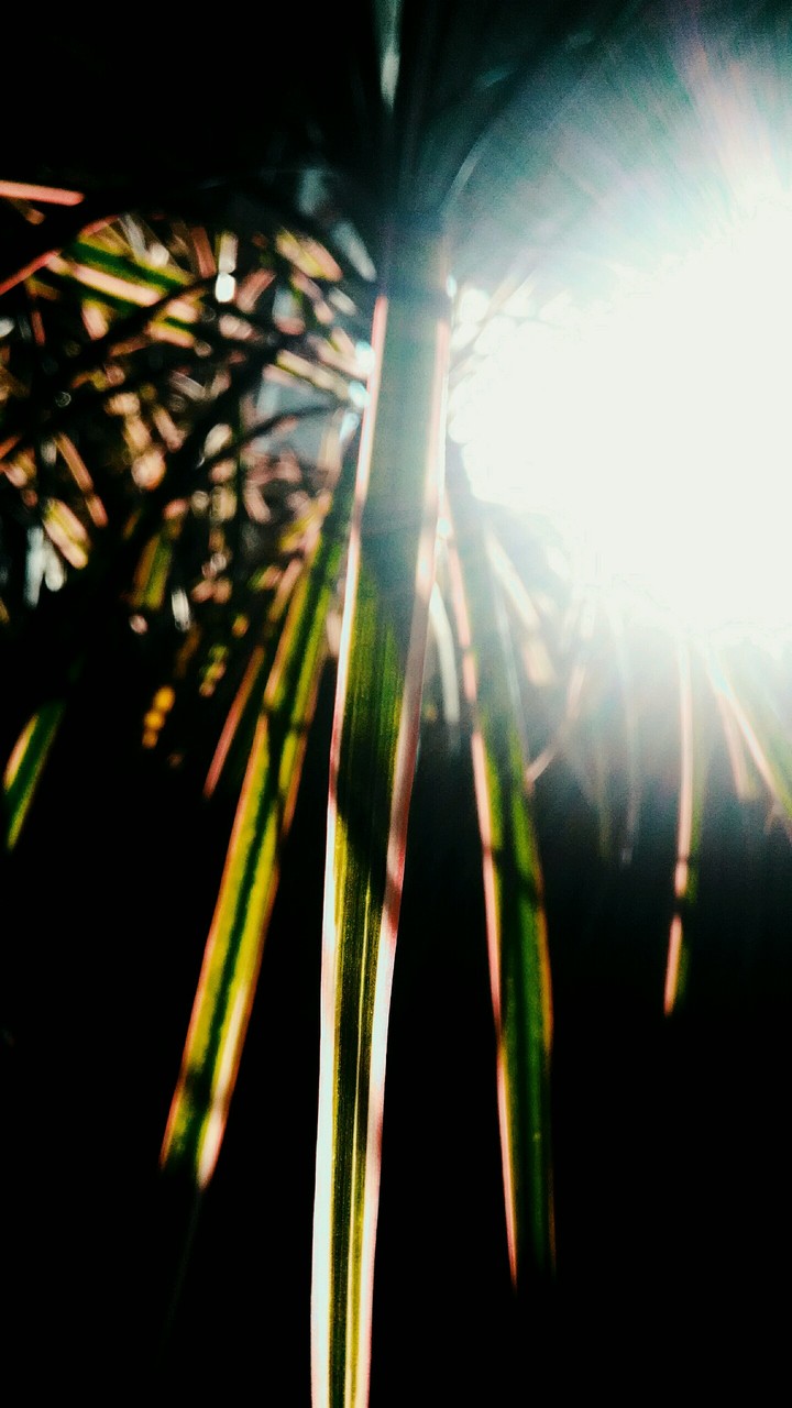 •plant