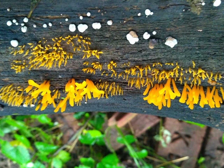 #fungi#plant