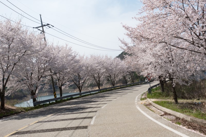 벛꽃