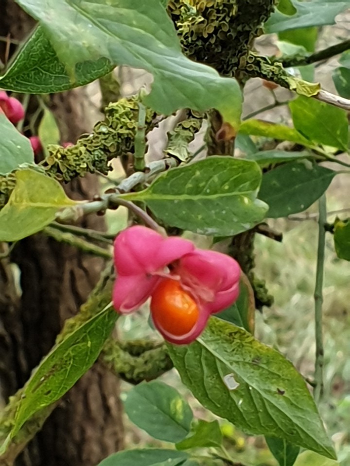 autumn berry