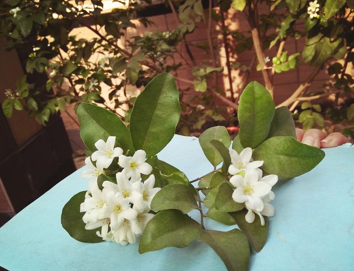 white flower