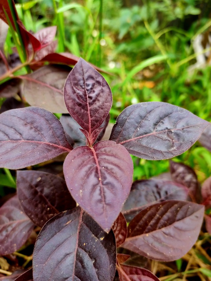 leaf