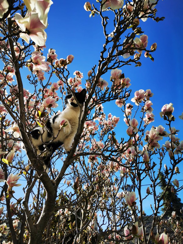 cat