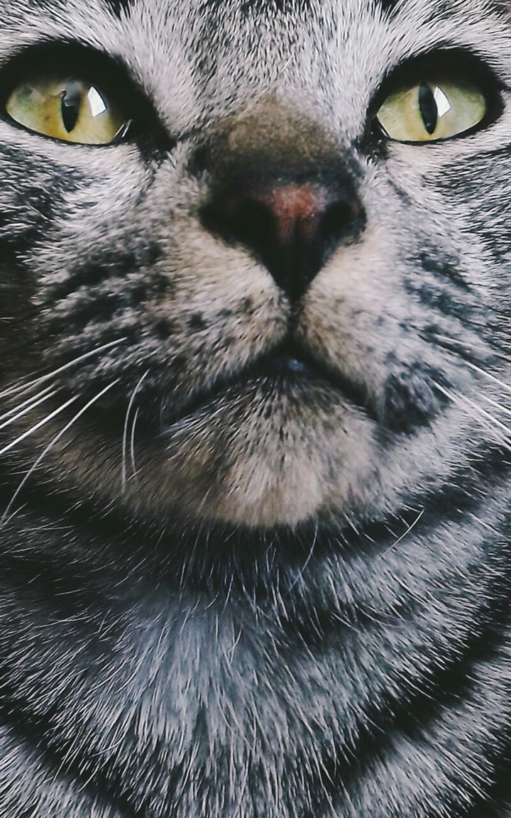 zora with tirereme filter