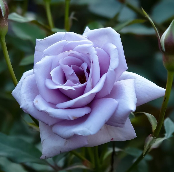 lila Roses