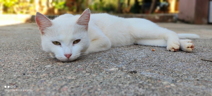 Gato