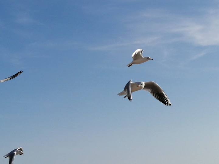 birds