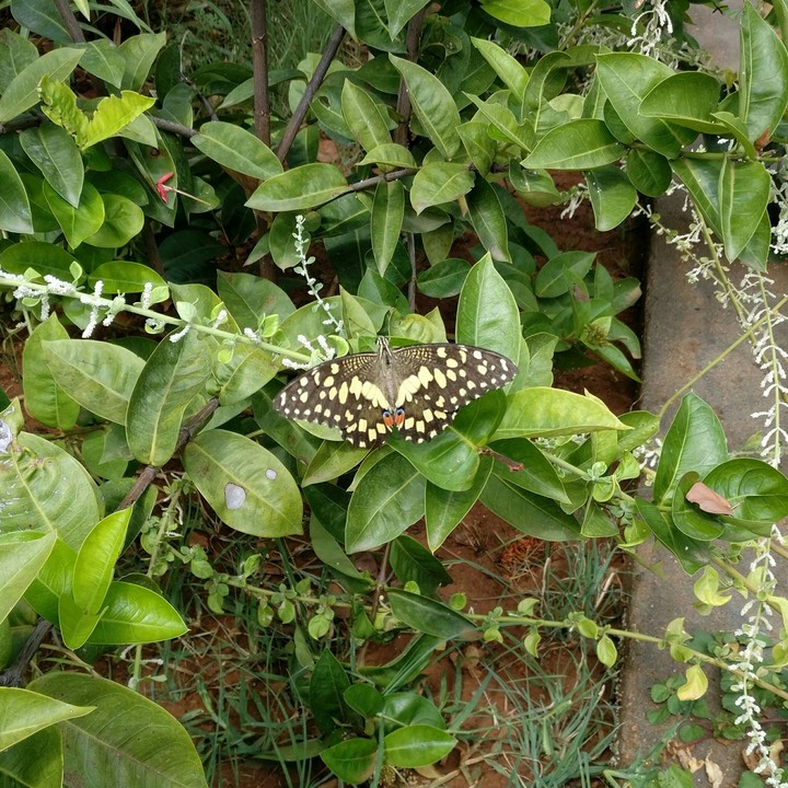 butterfly