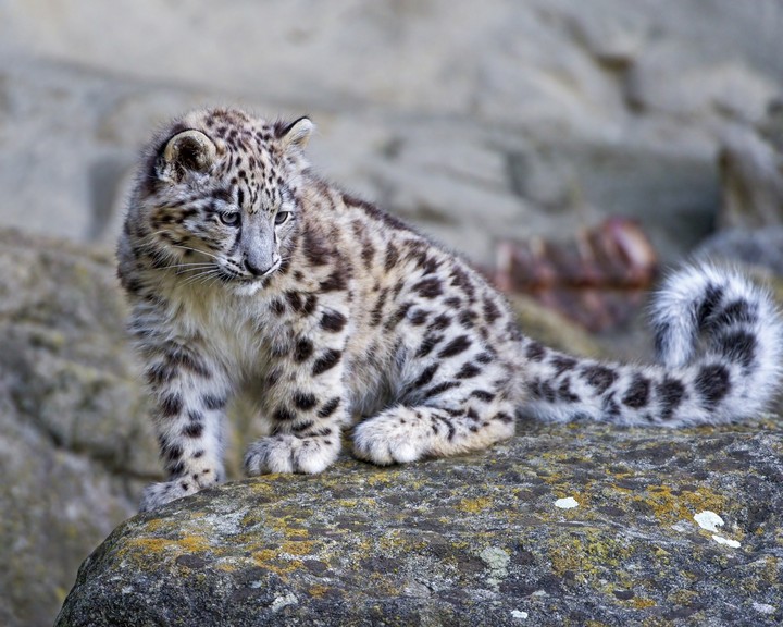 Snow leopard