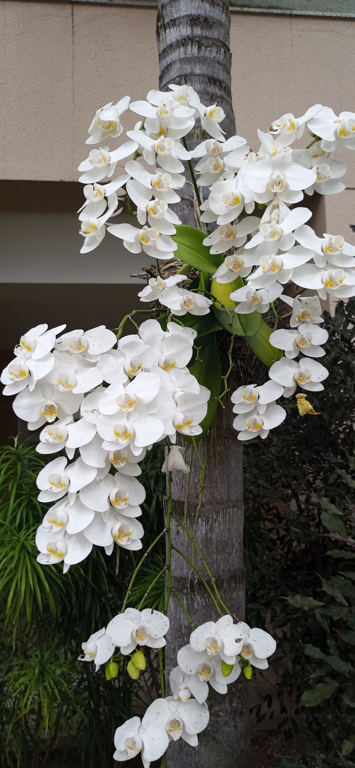 orchids