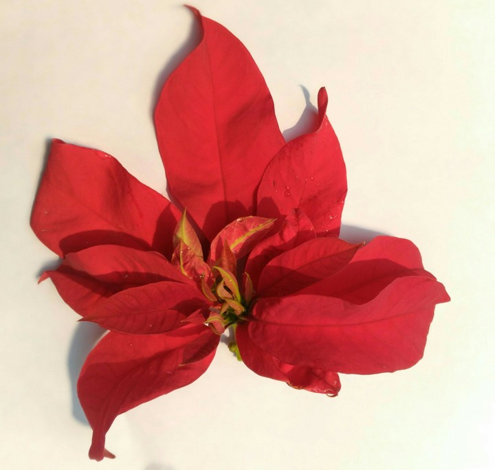 red leaves seems like flowers
