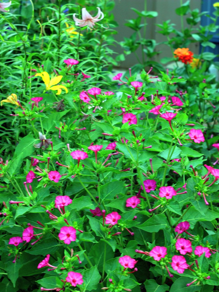 Flowers "Hight beauty"