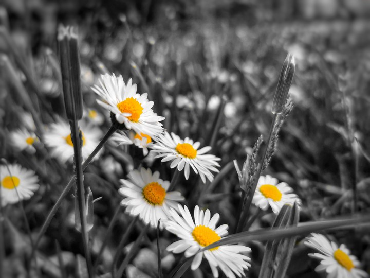 black and white