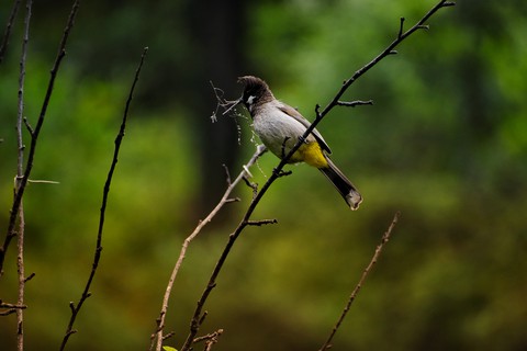 #Bulbul