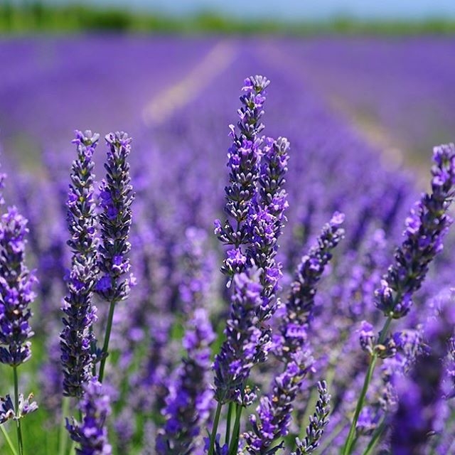 #PURPLE...