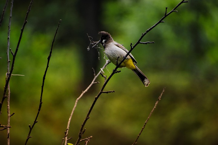 #Bulbul
