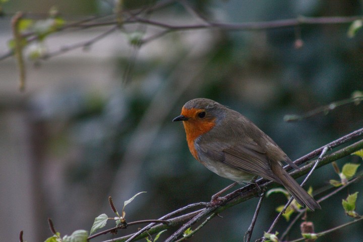 Robin