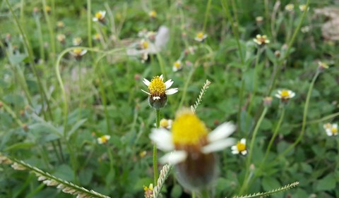 Grass