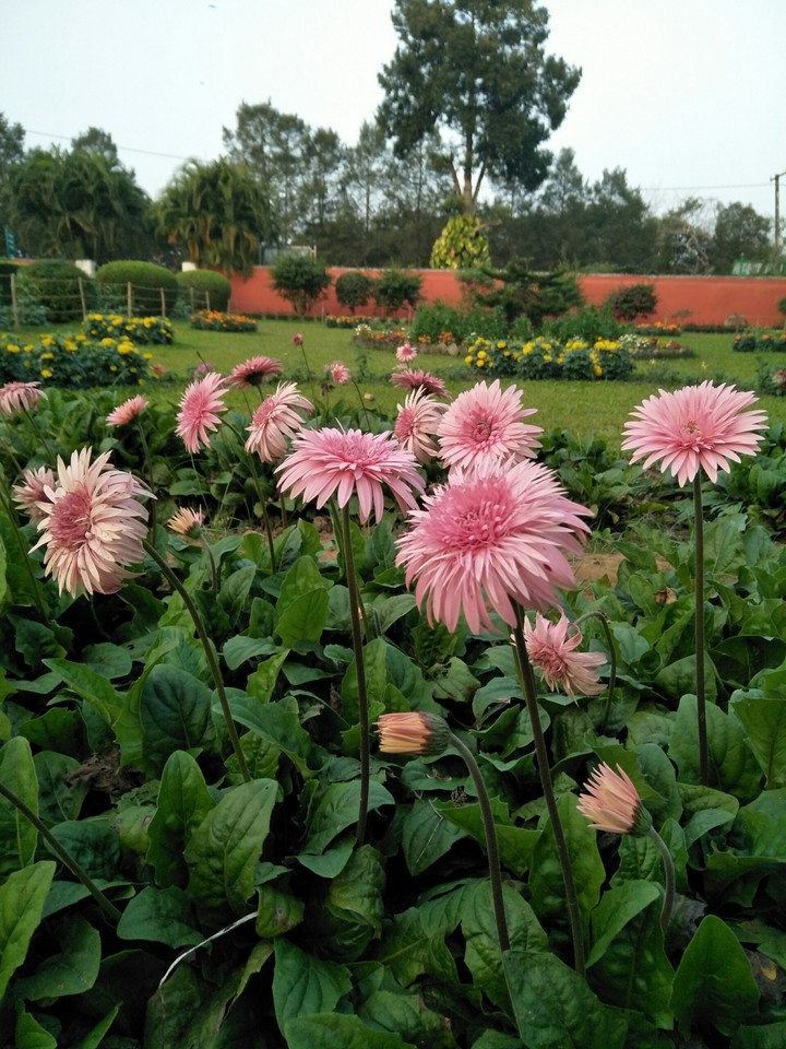 Botanical Garden