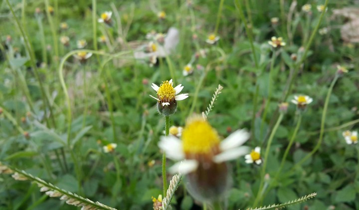 Grass