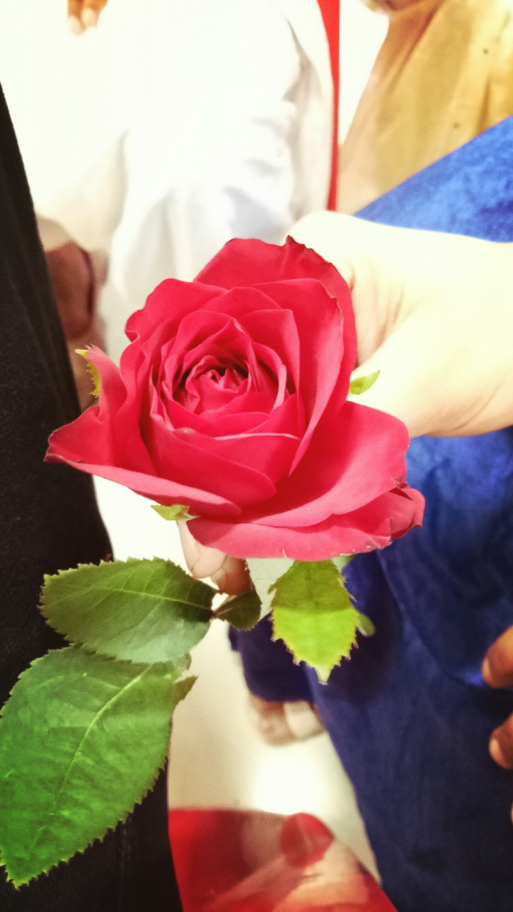 rose