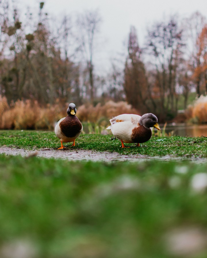 ducks