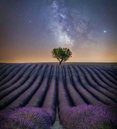 Lavender fields