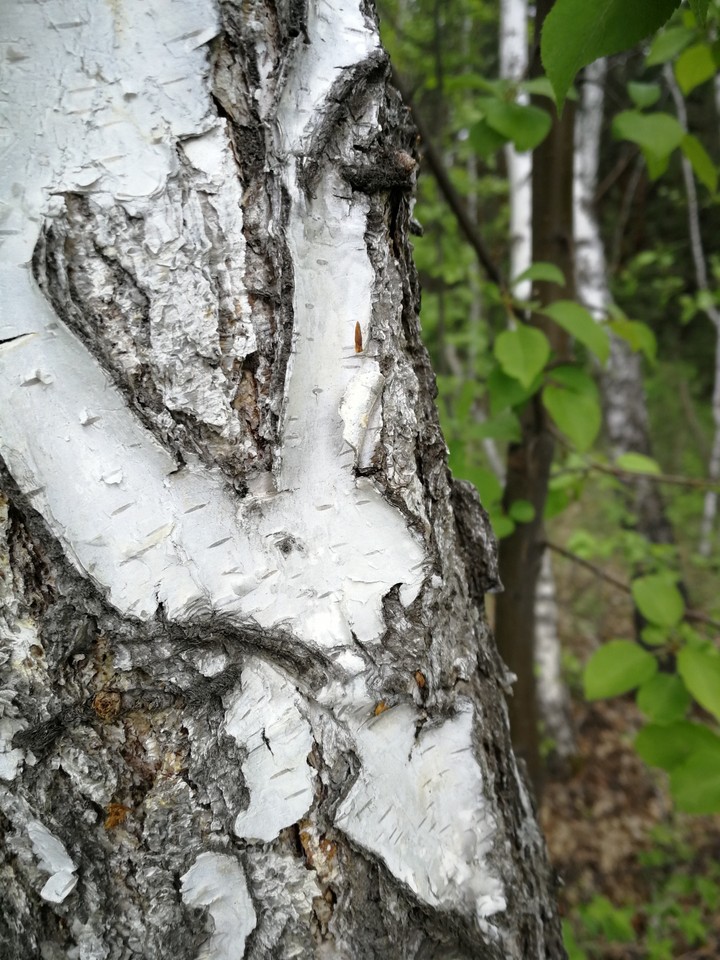 tree