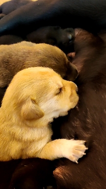 Cute Puppies Having Milk