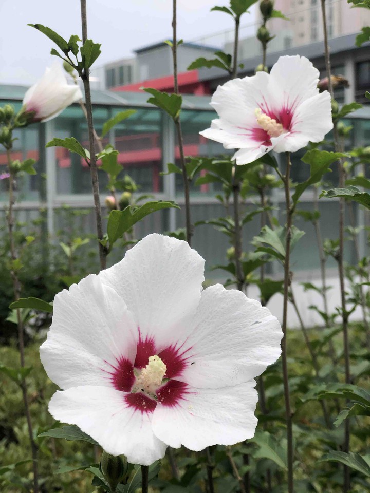 rose of Sharon