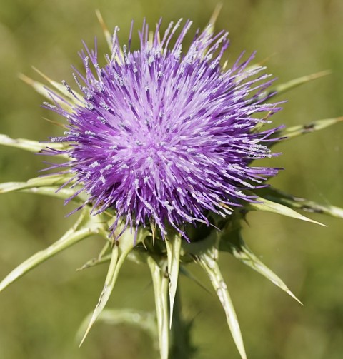 tapety cardoon, cynara