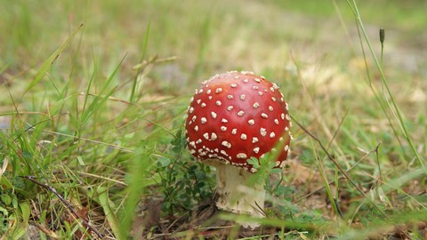Green, Grass, Fungus