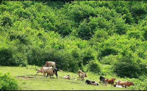 The grassland