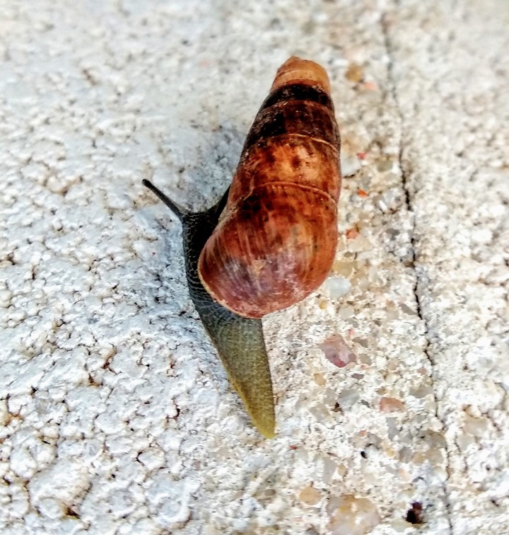 Caracol