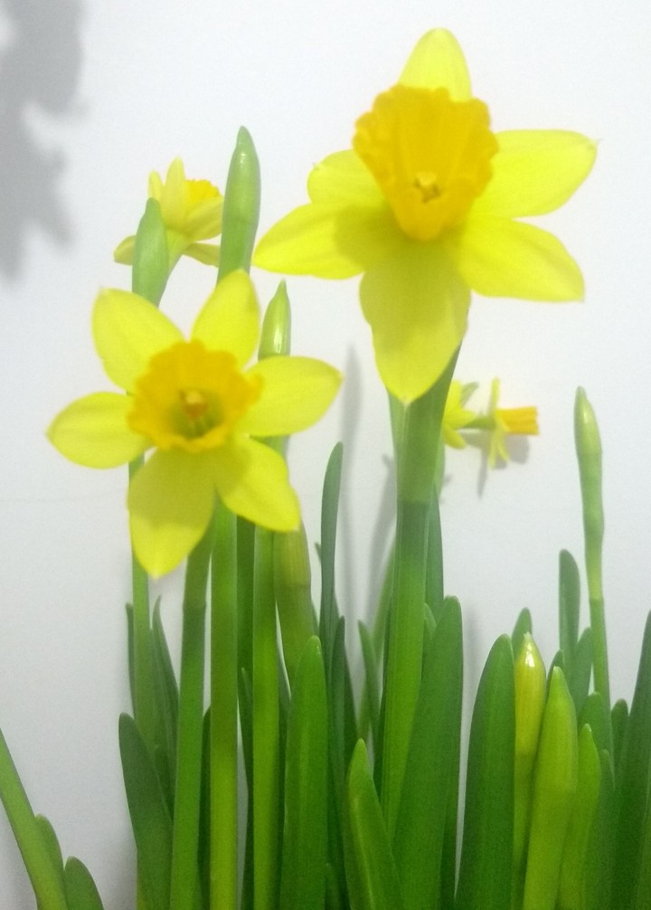 Narcissus flower