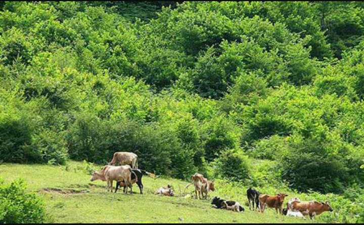 The grassland
