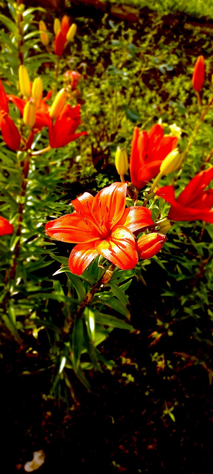 Nature
