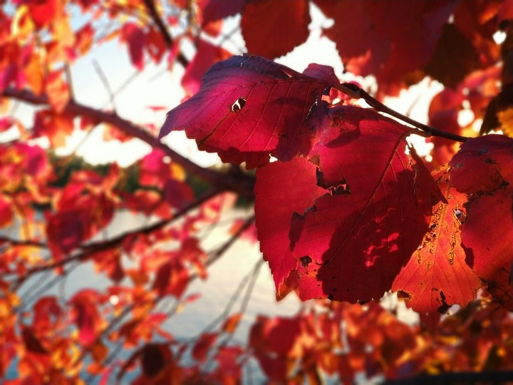 Red leaves