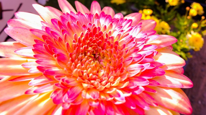 flower