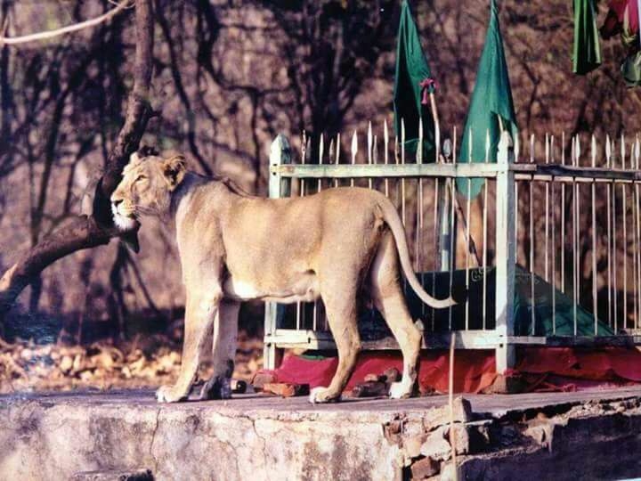Gir Lion