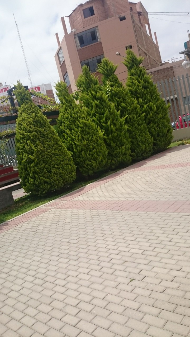 trees