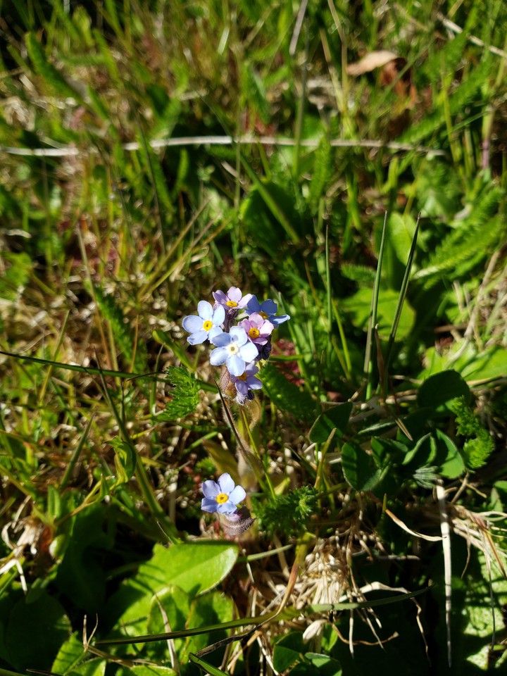 forget me nots