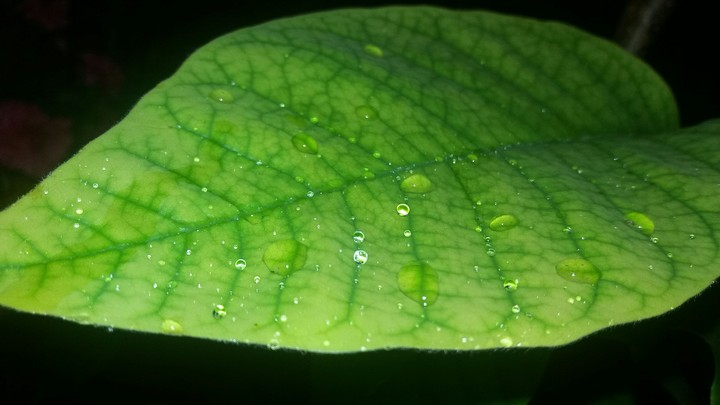 a leave