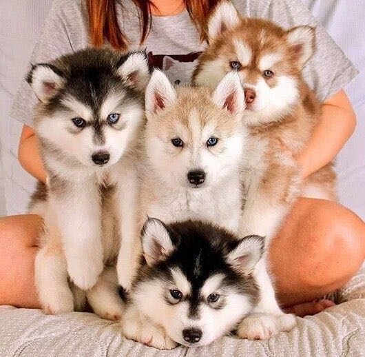 husky