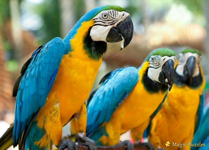Macaw