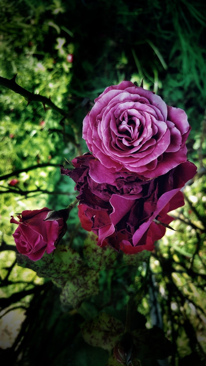 Beautiful Roses