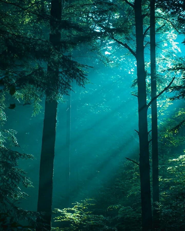 forest