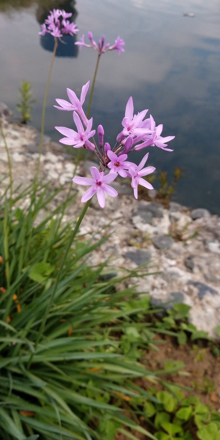 fiori