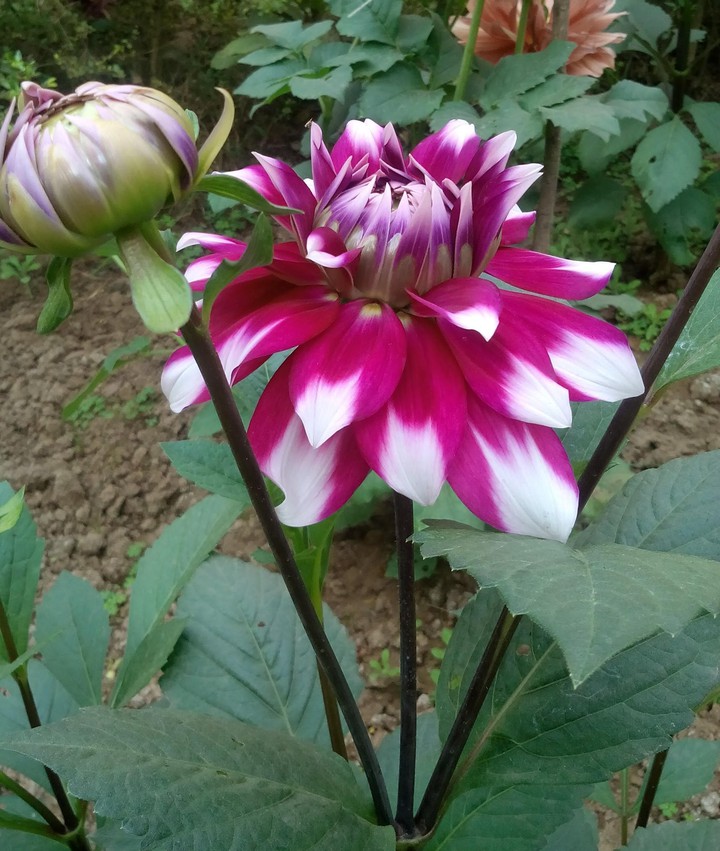 flowers ?